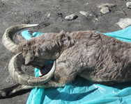 Nepal Trophy Hunting