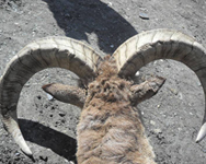 Nepal Trophy Hunting