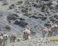Blue Sheep and Tahr Hunting in Nepal