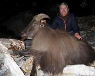 Blue Sheep and Tahr Hunting in Nepal