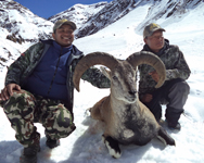 Blue Sheep and Tahr Hunting in Nepal
