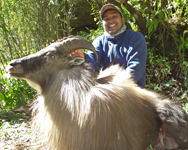Blue Sheep and Tahr Hunting in Nepal