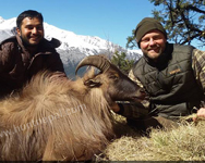 Blue Sheep and Tahr Hunting in Nepal