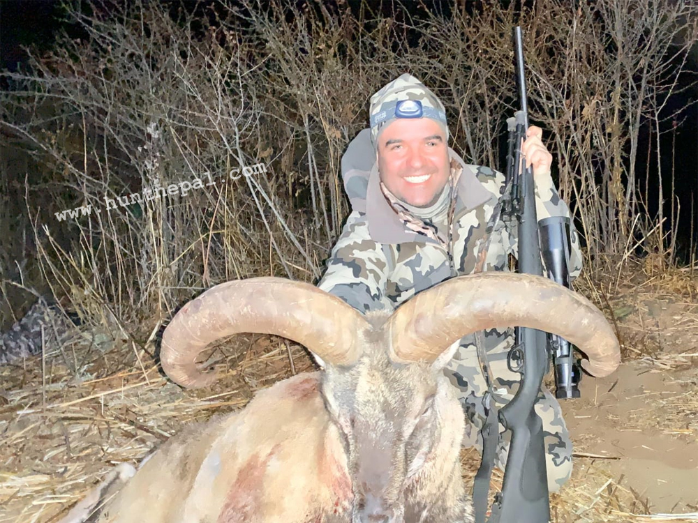 Bluesheep hunting in Nepal 2019 