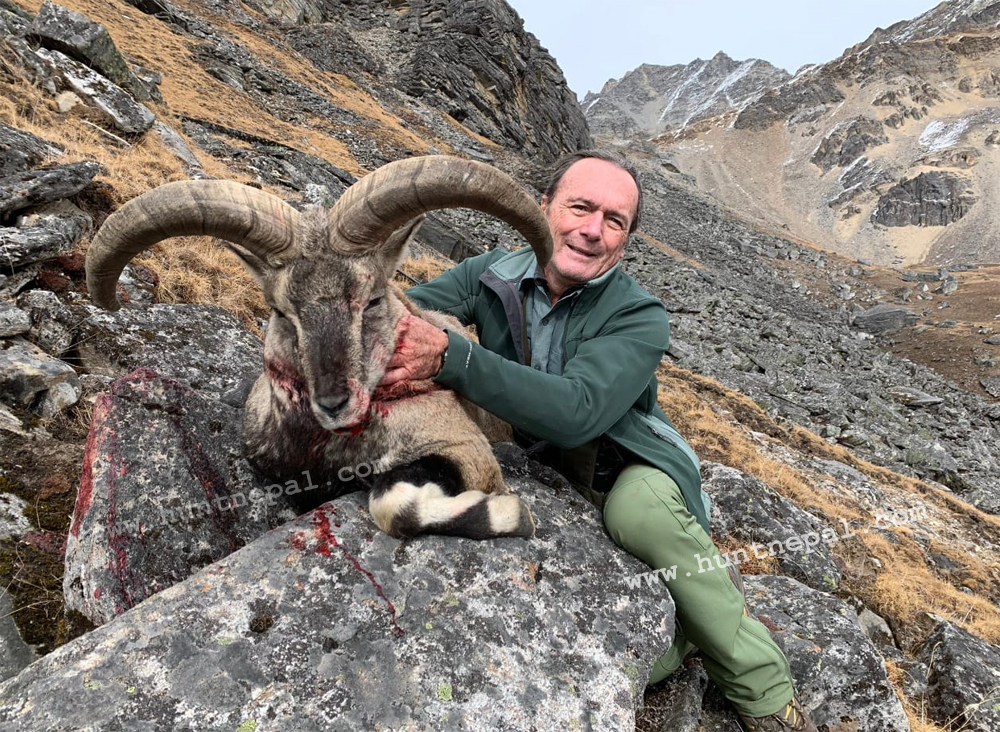 Bluesheep hunting in Nepal 2019 