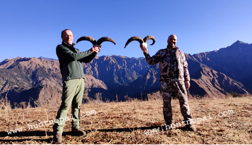 Bluesheep Hunting in Nepal 