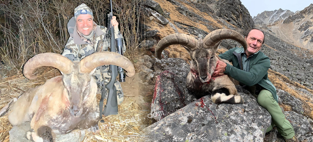 Nepal himalayan bluesheep hunt