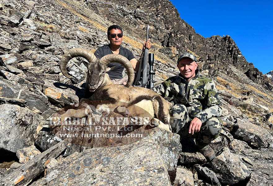 Tahr Hunting 2021 Bluesheep and thar Hunting 2021