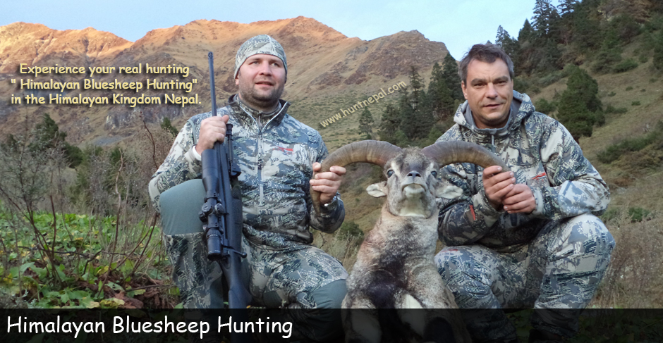 Himalayan BLuesheep Hunting