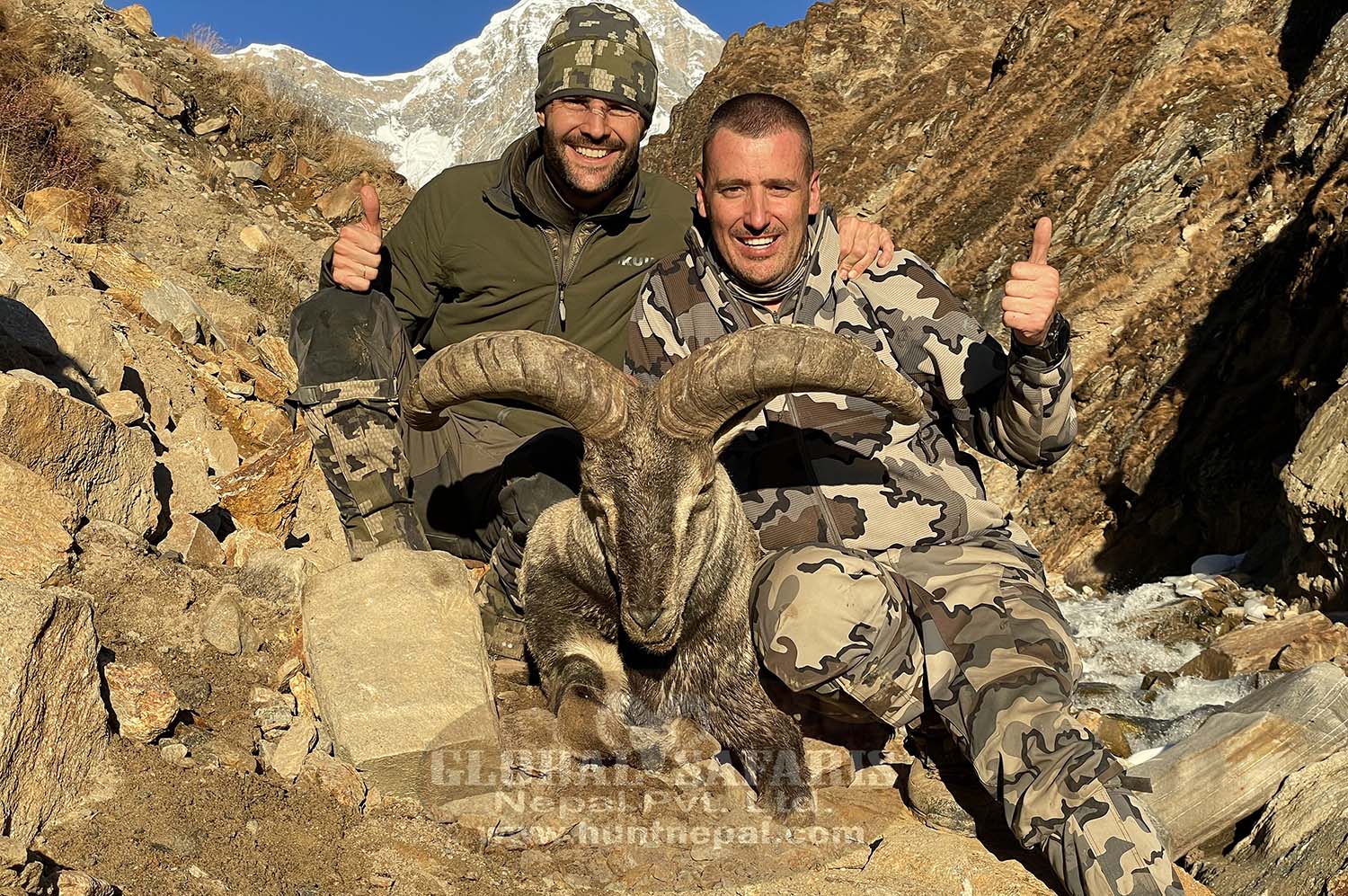 Nepal himalayan bluesheep hunt