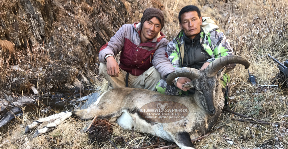 Blue Sheep Hunt 2016