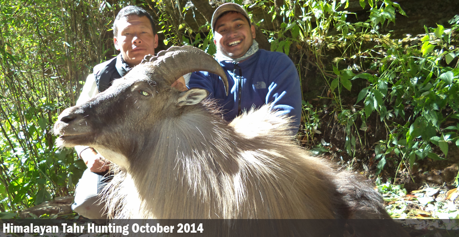 Himalayan Tahr Hunting 2014
