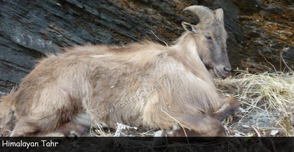 Nepal Tahr Hunting