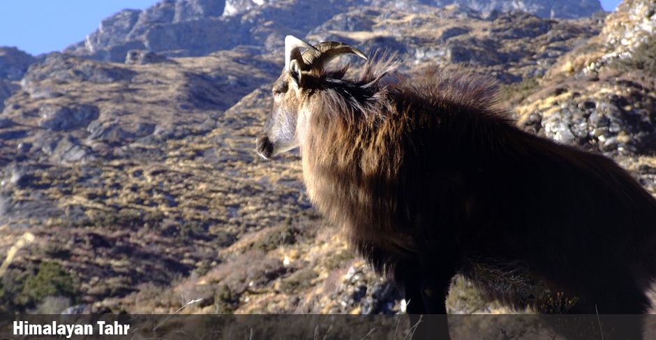 Tahr Hunting