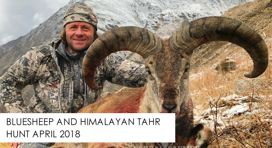 Bluesheep and Himalayan Tahr Hunting 2018
