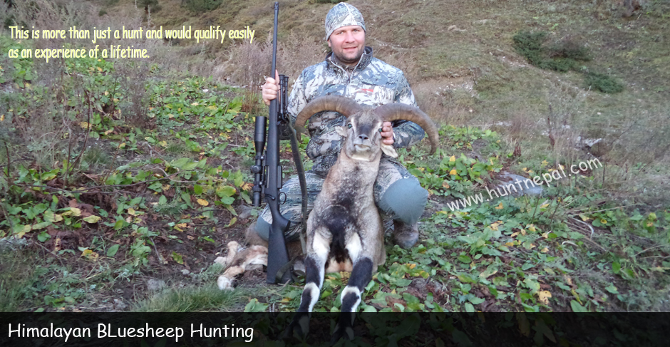 Bluesheep Hunting in Nepal