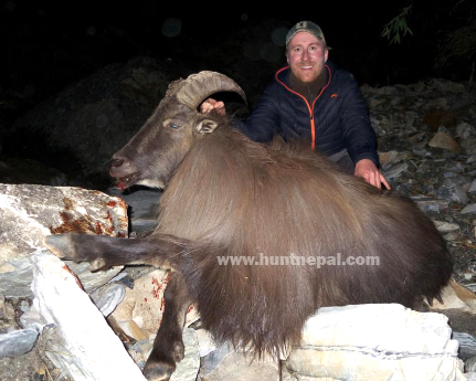 Himalayan Tahr Hunting in Nepal